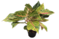 Golden Papaya
